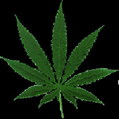 Reggae vibes