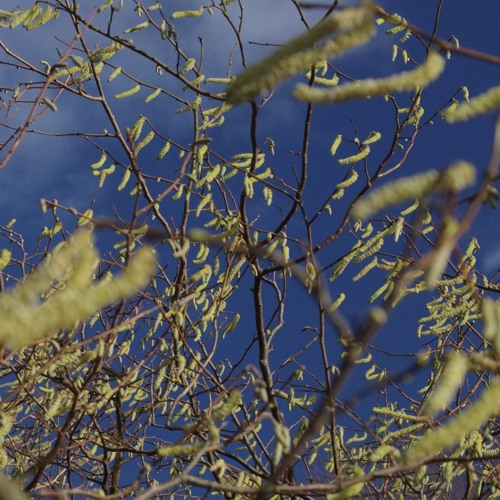 Winter Wind By The Rib