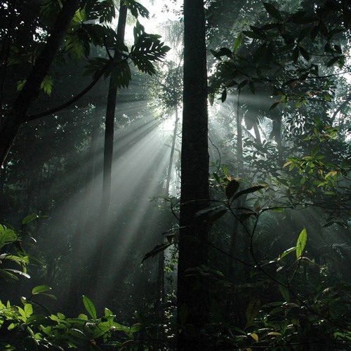 Quantic - Archipelago (farO - Rainforest Remix)