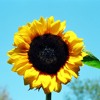 You Are My Sunshine Mp3