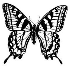 Suite Butterflies (Bounce)