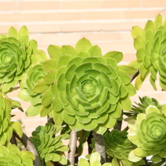 Techno Session Leisure