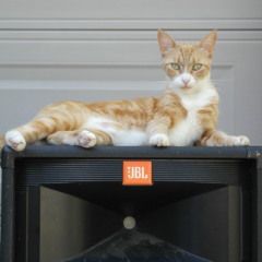 Sunday Morning (Velvet Underground Cover)