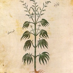 chronic