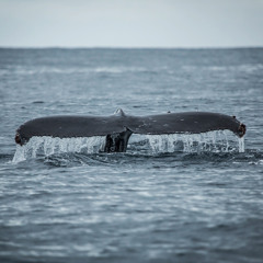Humpback Whale - Drake Bay - February 2, 2014