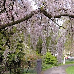 JAPANESE Spring