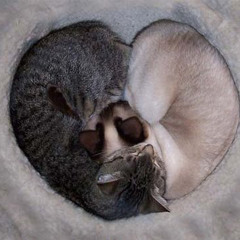 Happy Cats ~ FREE DOWNLOAD