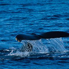 52-Hertz song of world’s loneliest whale