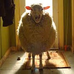 The Attack 0f The Zombie Sheep (Demo home studio mp3)
