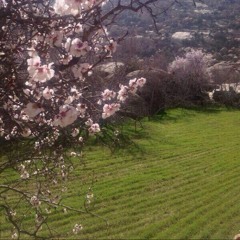 مجبور أنا عيش