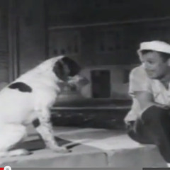 Sokak Köpeklerine Selam Vermek Adam Olmaya Çeyrek Var Demektir!