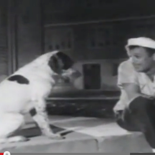 Sokak Köpeklerine Selam Vermek Adam Olmaya Çeyrek Var Demektir!