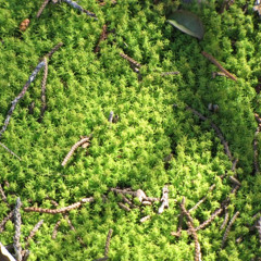 DJ Sriracha-Soul Patch Extensions mix