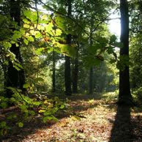 Relaxation Hypnosis with Forest Sounds and Binural Beats