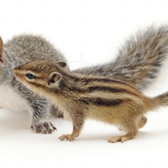 Chipmunks & Squirrels