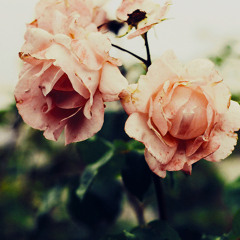 lovelost