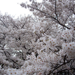 Hanami