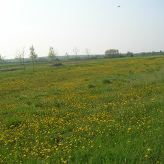 KONOKUNOK - Recomienzo