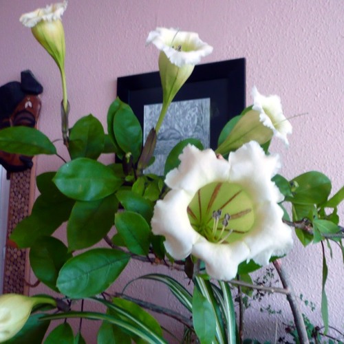 Solanaceą EP 2013 free download