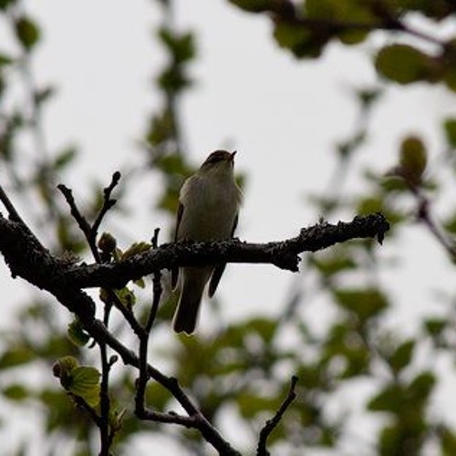 Phylloscopus borealis - Таловка