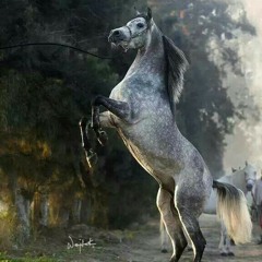 ياشعاع النور كلمات وأداء خلف #بن_مذيخر الهذلي