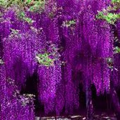 Sebastian peña - Violet day