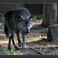 L'ORPHELIN,LE LOUP ET LE CHEVALIER PERDU