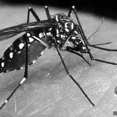 Dengue (Disponível pra Download)