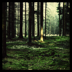 this is just only a song from my dreams