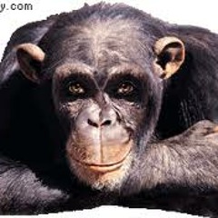 Monkey Games Remix