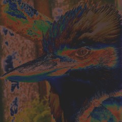 Laughing Kookaburra - S.Schlör