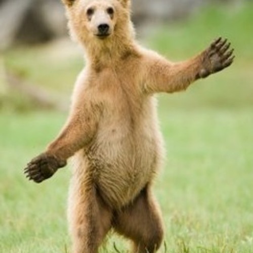 Vescou! - mechka #oo5