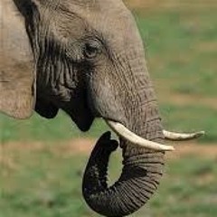 Elephant Loop