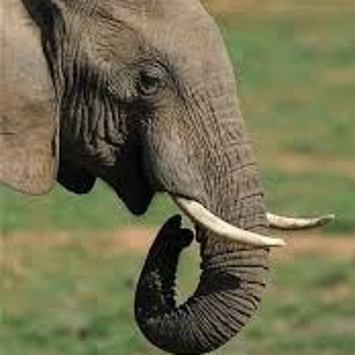 Elephant Loop