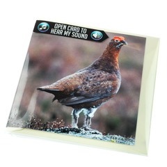 Grouse greeting card with authentic grouse noise