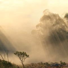 Crepuscular Rays - Bleeding Fingers Contest