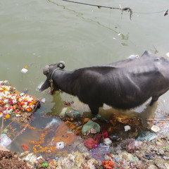 "Die Saiten der Welt" Morgens am Ganges