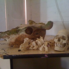 Experiment with Double Skinned Intonarumori, Human Skull and Spine and Bull's Horns
