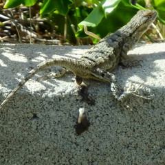 Skunk (Hamp Stank Mix)