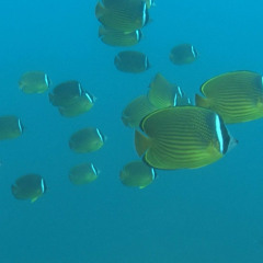 Sound track for 串本海中四季物語 demo