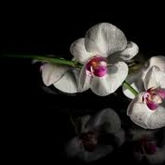 Orchidee