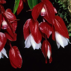 sigidrigi