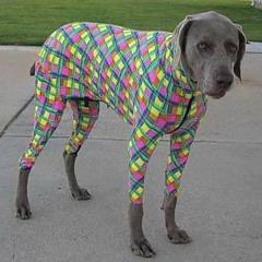 FSTV - 90 - vicomte cheval