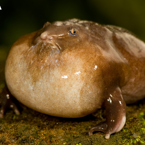 Purple Frog Sounds