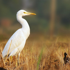Dame Has A Lame Tame Crane choral warm up round