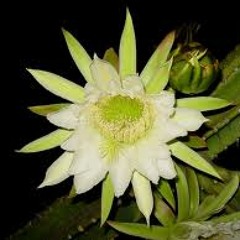 Nação Mandacarú - Os Agentes