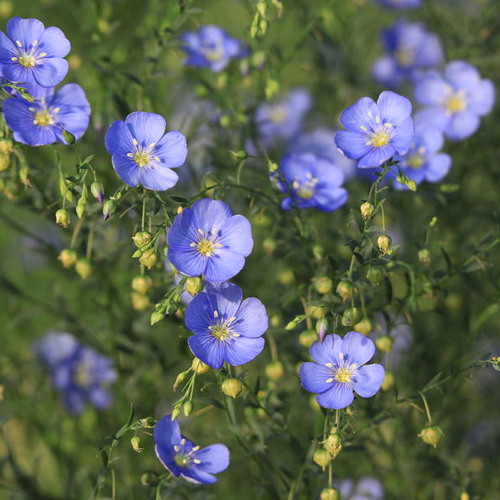 prairie blue [disquiet0110-wsb100]