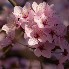 Sakura - Moriyama Naotaro(Cover)