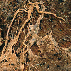 Natural Forms