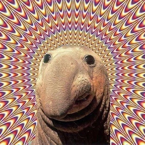 GET GET DOWN vs HACKNEY PARROT (Groovewrk Bootleg Of A Bootleg)